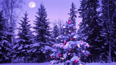 Snow Covered Christmas Tree With Lights In Background Of Trees And Sky