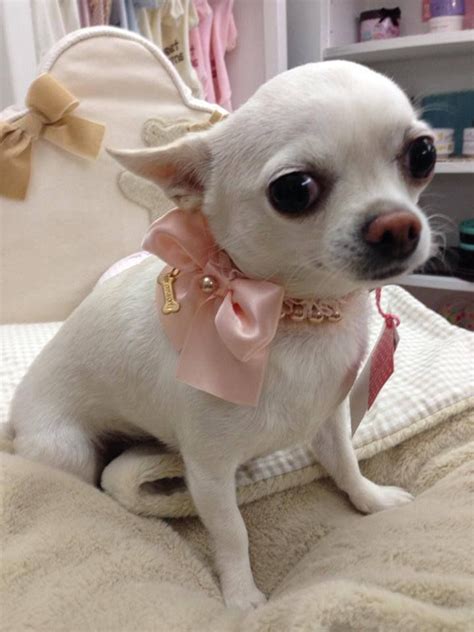 Sweet 720×960 Chihuahuawhite Chihuahua Love Cute Chihuahua