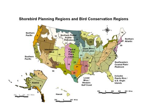 Regional Shorebird Conservation Plans