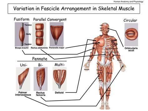 Skeletal Muscles General Knowledge Simply Knowledge