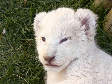 Sleepy White Lion Cub Free Stock Photo Public Domain Pictures