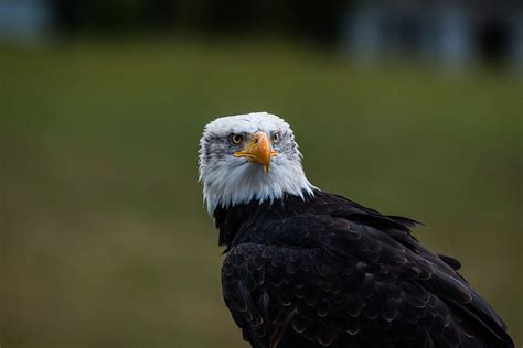 Bald Eagle Haliaeetus · Free Photo On Pixabay