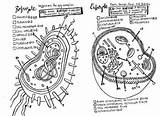 Prokaryotes Eukaryotes Prokaryote Eukaryote Versus Teacherspayteachers sketch template