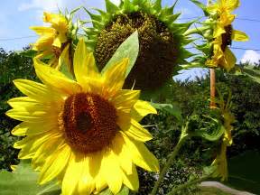 How To Grow Sunflowers Growing Sunflowers From Seeds Sunflower Care