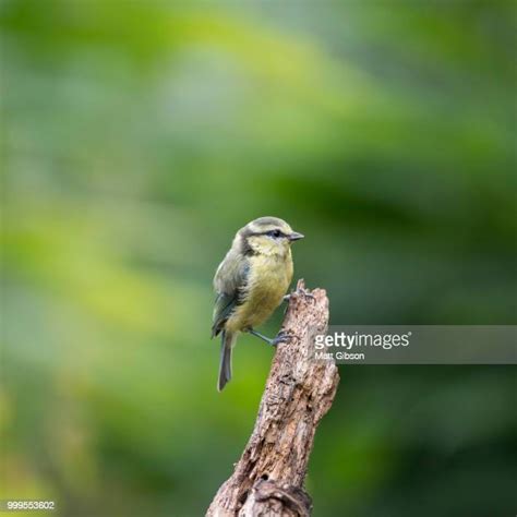 Beautiful Tit Photos And Premium High Res Pictures Getty Images