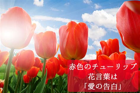 0:53 easy style kyurasa〜 recommended for you. 咲いた咲いたチューリップの花が 並んだ並んだ…とんでもない ...