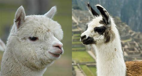 6 Differences Between Llamas And Alpacas Modern Farmer