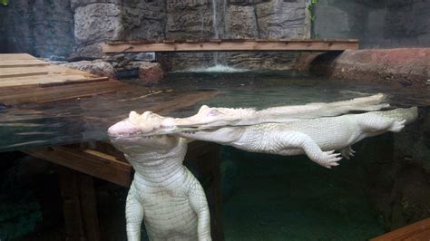 Albino Alligators Return To Newport Aquarium