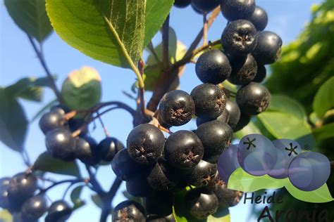 Nur wenige wissen jedoch, dass verschiedene gewächse im garten substanzen enthalten können, die erst unter sonneneinstrahlung für den menschen gefährlich werden können. Aronia Pflanzen im Garten pflanzen Aroniabeeren Strauch kaufen