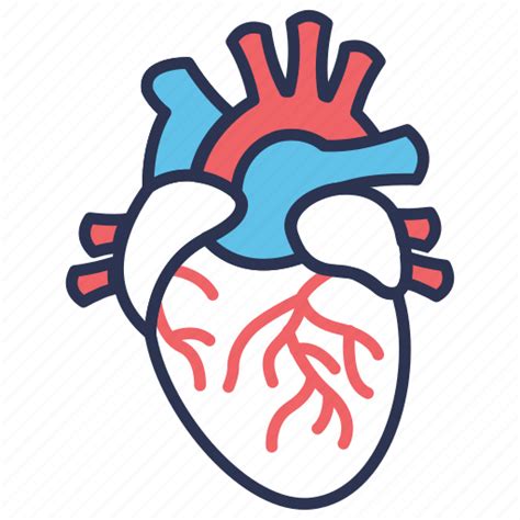 Anatomy Cardiology Cardiovascular Heart Human Medical Organ Icon