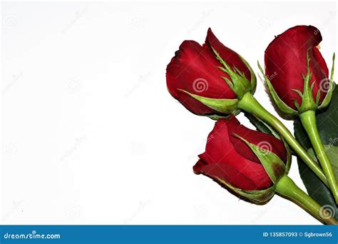 Three Red Roses Isolated On White Background Stock Image Image Of