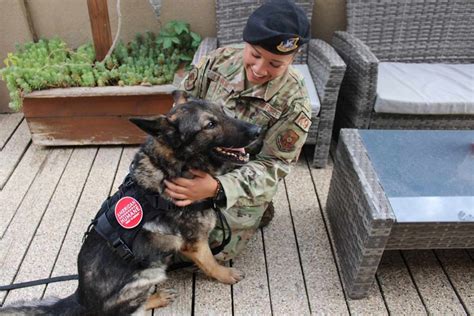 Retired Military Dog Reunites With Former Handler In New Mexico