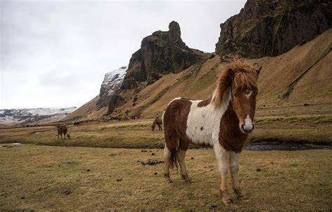 Icelandic Horses At Kalta Volcano Mountain In Iceland Photograph By