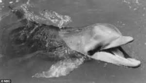 Pat Derby Dies Flipper And Lassie Trainer Turned Activist Dead At