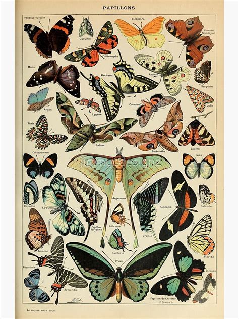 Poster Adolphe Millot Papillons Pour Tous Par Jimmycdesignz En 2021
