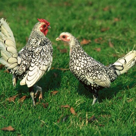 golden comet chickens about this sex link hybrid chicken