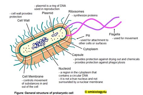 Prokaryotic Plant Cell Structure