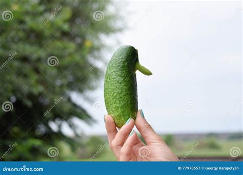 cucumber unusual shape in hand stock image image of horizontal eating 77978657