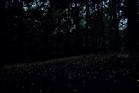 Fireflies Congaree National Park Us National Park Service