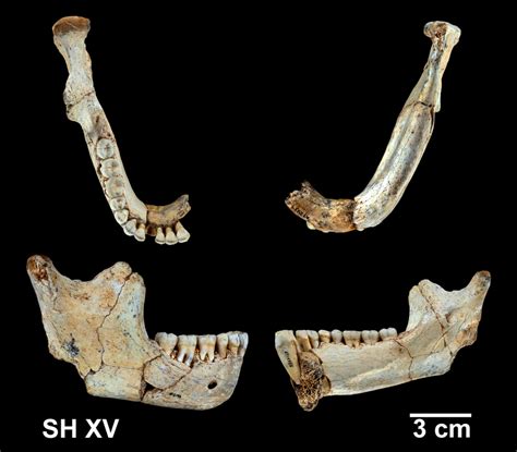 The Neandertal Nature Of The Atapuerca Sima De Los Huesos Mandibles