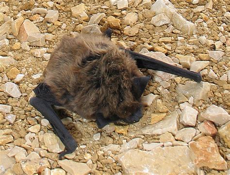 Vespertilionidae Evening Bats Vesper Bats Wildlife