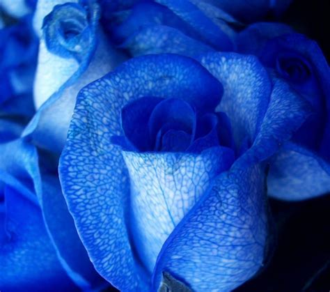 Flores Rosa Azul