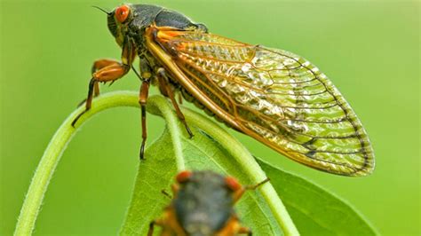 Cicadas Emerge On East Coast By Hundreds Billions More Expected Fox News