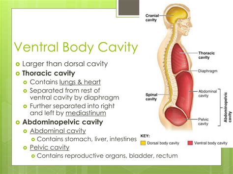 Ppt Anatomical Position Directions Regions Planes Cavities