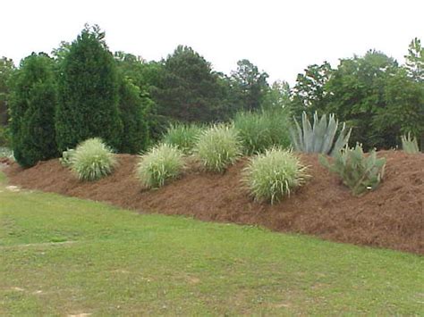 Decide what you'd like to grow. What the hell do you do with excess dirt? - Page 2 ...