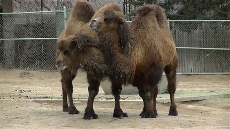 There are three subspecies of camels; Bactrian Camels - YouTube