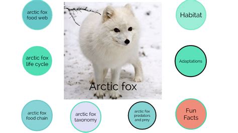 Arctic Fox Life Cycle Facts