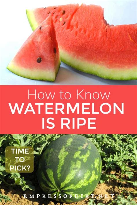 Another way to know when your watermelon is ready to pick is by checking the spot at the bottom of the watermelon where it has been sitting on the ground. 4 Signs Watermelon is Ripe for Picking | Empress of Dirt ...