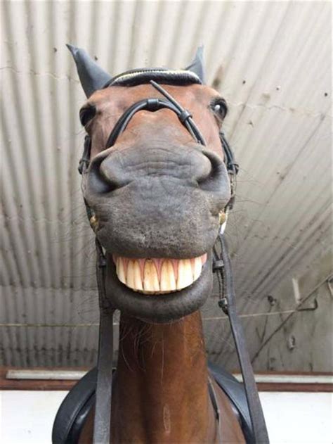 Random Pictures Of The Day 42 Pics Funny Horse Pictures Cute Horse