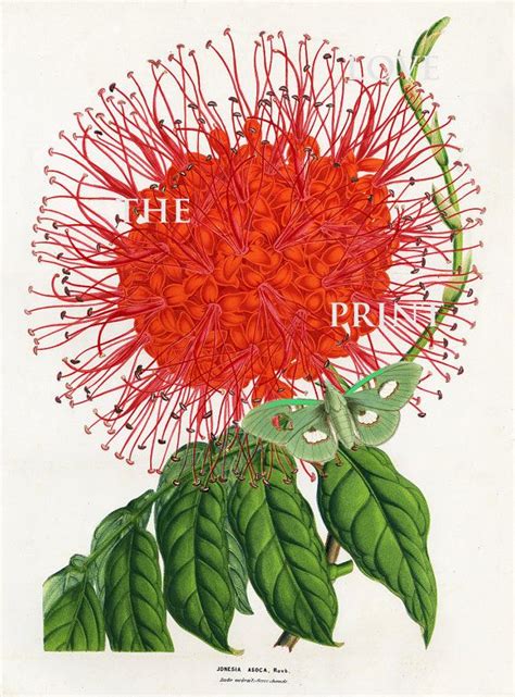 Botanical Tropical Flower Art Print Set Of 12 Art Redoute Etsy