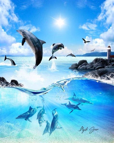 Dolphins Dolphin Photos Dolphins Dolphin Reef