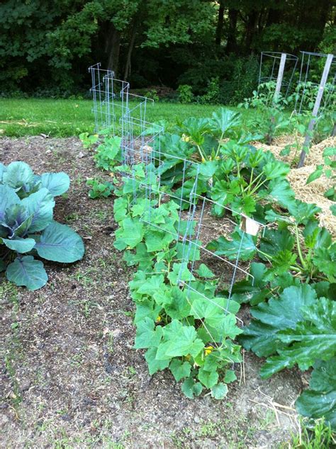 Pickling Cucumbers Plants Pickling Cucumbers Pickles