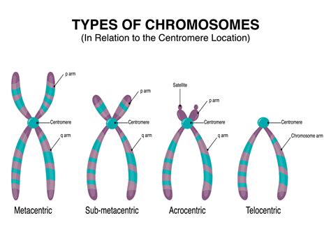 Types Of Chromosomes In Relation To The Centromere Location 7508619