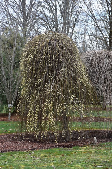 weeping pussy willow salix caprea pendula in inver grove heights minnesota mn at gertens