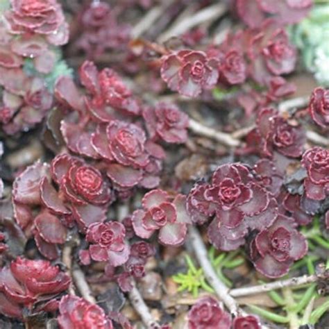 Purple Carpet Sedum Flower Seeds Perennial 50 Etsy