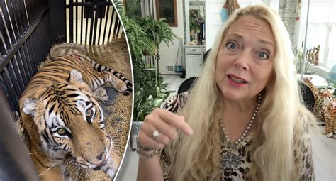 Tiger King Star Carole Baskins Blunt Warning To Tiger Owners Five