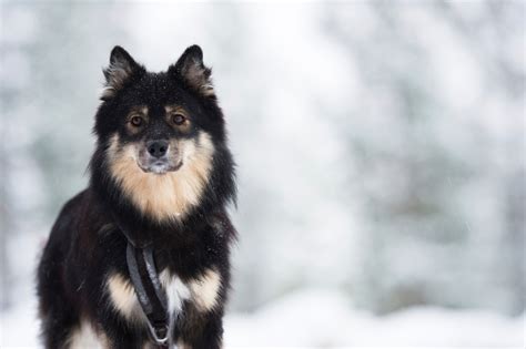 Finnish Lapphund Temperament Lifespan Shedding Puppy