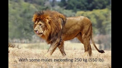 African Lions Facts