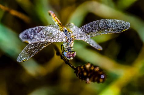 Beautiful Dragonfly Juzaphoto