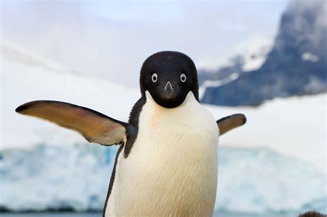 Penguins international is dedicated to penguin conservation and research to help understand the issues that penguins face and how we can join together to protect the future of these amazing. Why Did Penguins Stop Flying? The Answer Is Evolutionary