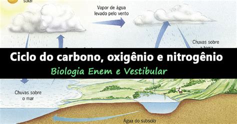 Ciclos Do Carbono Oxigênio E Nitrogênio Biologia