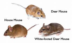 Mouse Control Services In Lakewood Somerset Edison New Jersey