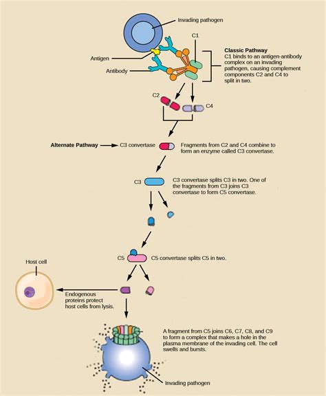 231 Innate Immune Response Concepts Of Biology H5p
