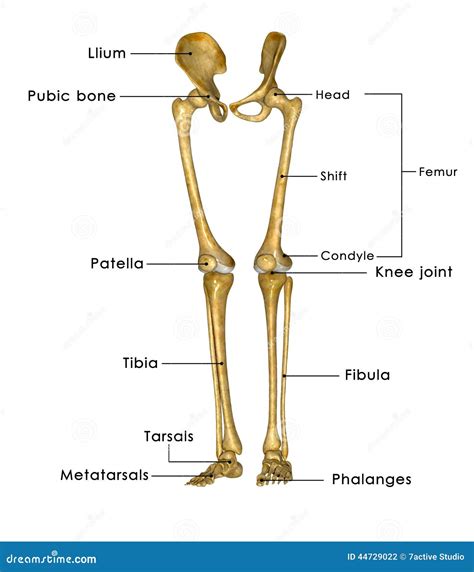 Skeleton Legs Stock Illustration Illustration Of Muscle 44729022