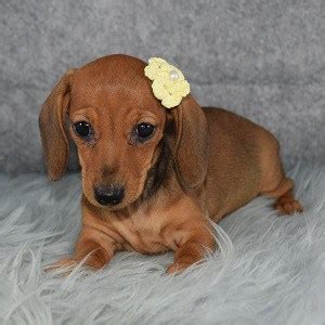 **all sales in mn will have 6.875. Dachshund Puppies for Sale in PA | Dachshund Puppy Adoptions