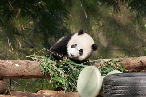 Giant Panda Ronald Woan Flickr